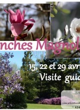 Dimanches Magnolias