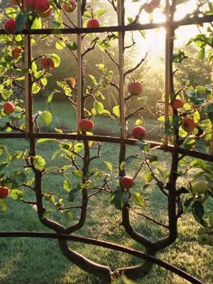 L'art de l'espalier