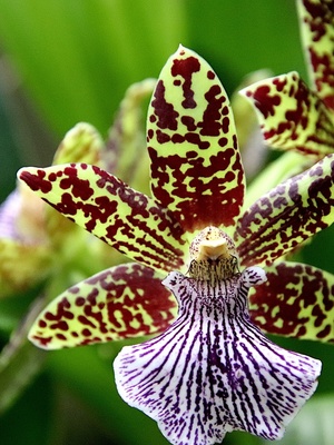 25° Edition de la magie des Orchidées