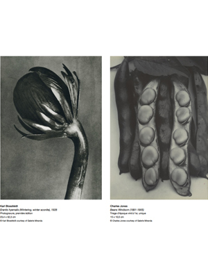 Histoires naturelles Charles Jones / Karl Blossfeldt