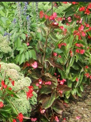 Effets de la canicule sur les jardins en région Centre Val de Loire