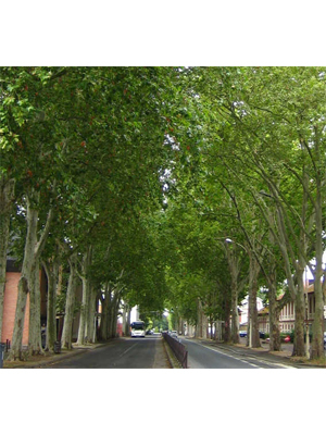 2ème Rencontre Nationale des Acteurs des Allées d'arbres