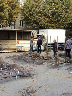 Foire aux arbres