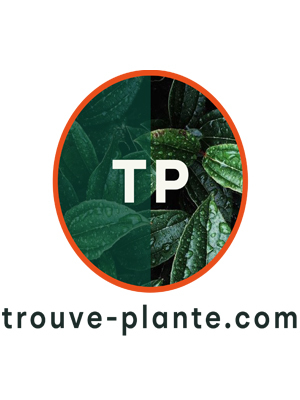 Trouve Plante