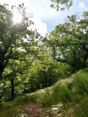 "LES TERRITOIRES AGISSENT POUR LES ARBRES, LE BOCAGE ET LA FORÊT"