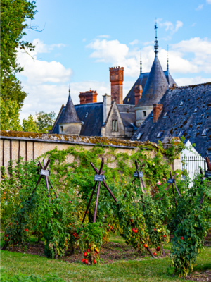 Festival de la Tomate et des Saveurs