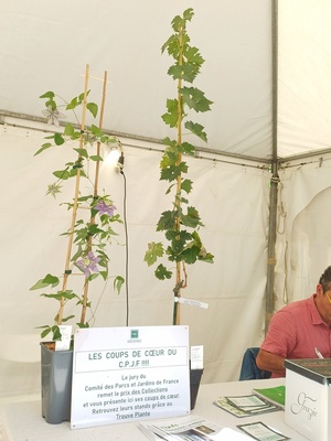 Deux coups de coeurs du CPJF exposés sur le stand du Trouve Plante