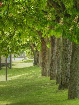 Alignements d'arbres : regards techniques sur un patrimoine paysager
