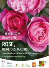 Rose, reine des jardins - Rouen