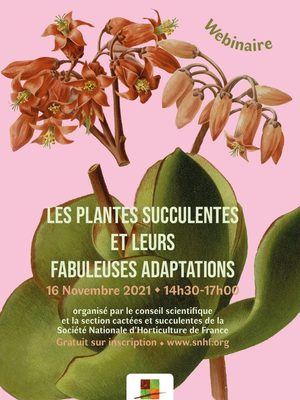 LES PLANTES SUCCULENTES ET LEURS FABULEUSES ADAPTATIONS