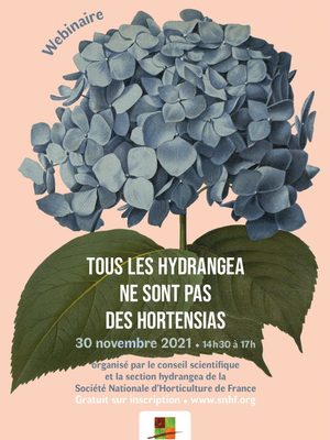 TOUS LES HYDRANGEA NE SONT PAS DES HORTENSIAS