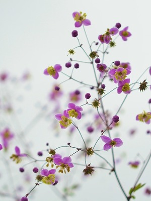 14ème Fête des plantes de Sainte-Geneviève-des-Bois